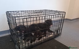 Mixed Breed dogs for sale: Portuguese water dog x Golden retriever puppies  - Image 17