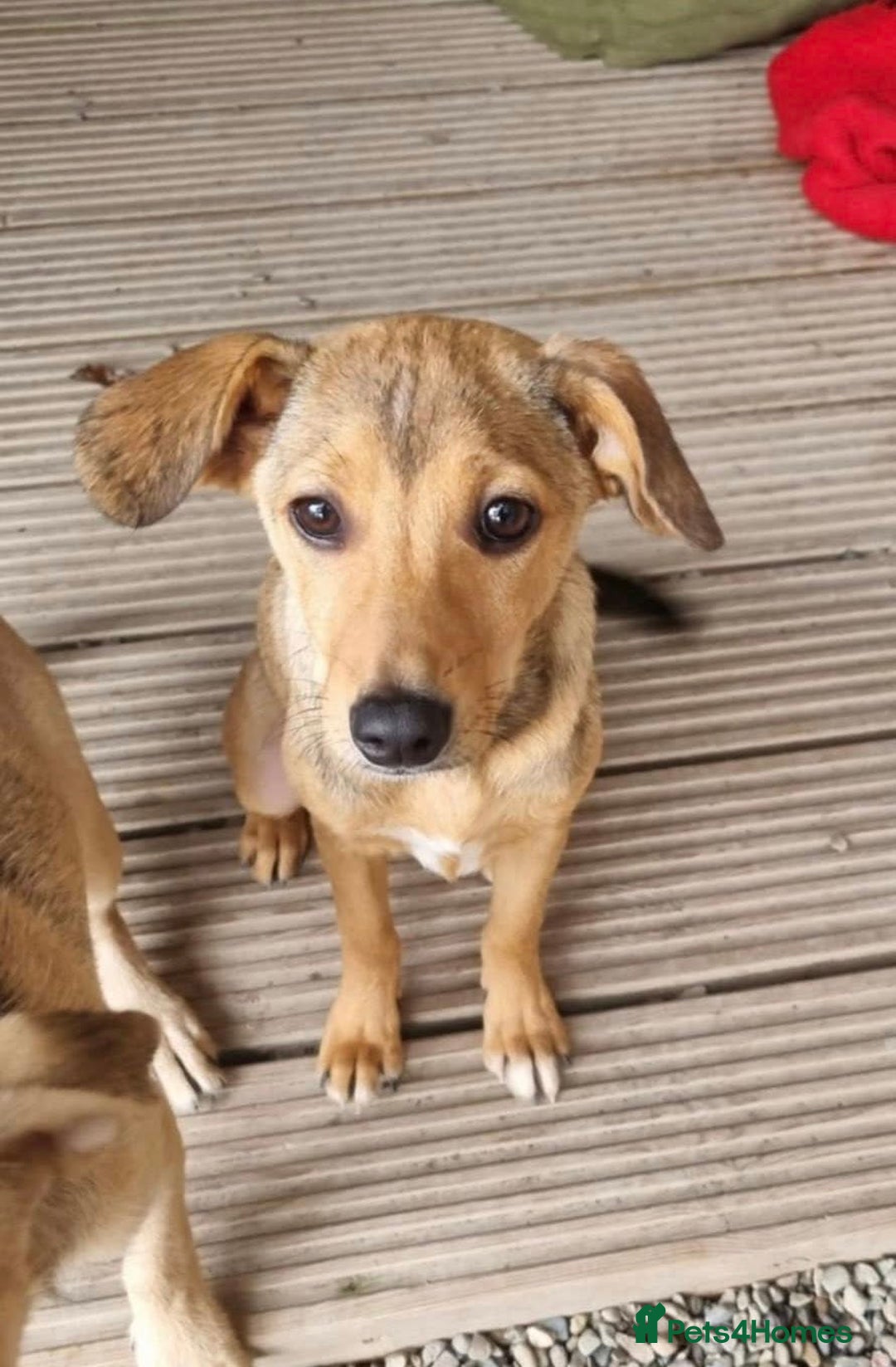 Mixed Breed dogs for adoption: Poppy - In Ayr looking for a home - Image 3