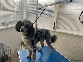 Miniature Poodle dogs Miniature poodle in Wakefield - Advert 22