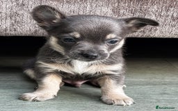 Chihuahua dogs for sale: 💙💛 Blue & tan pure breed deer head chihuahuas 💙 - Image 11
