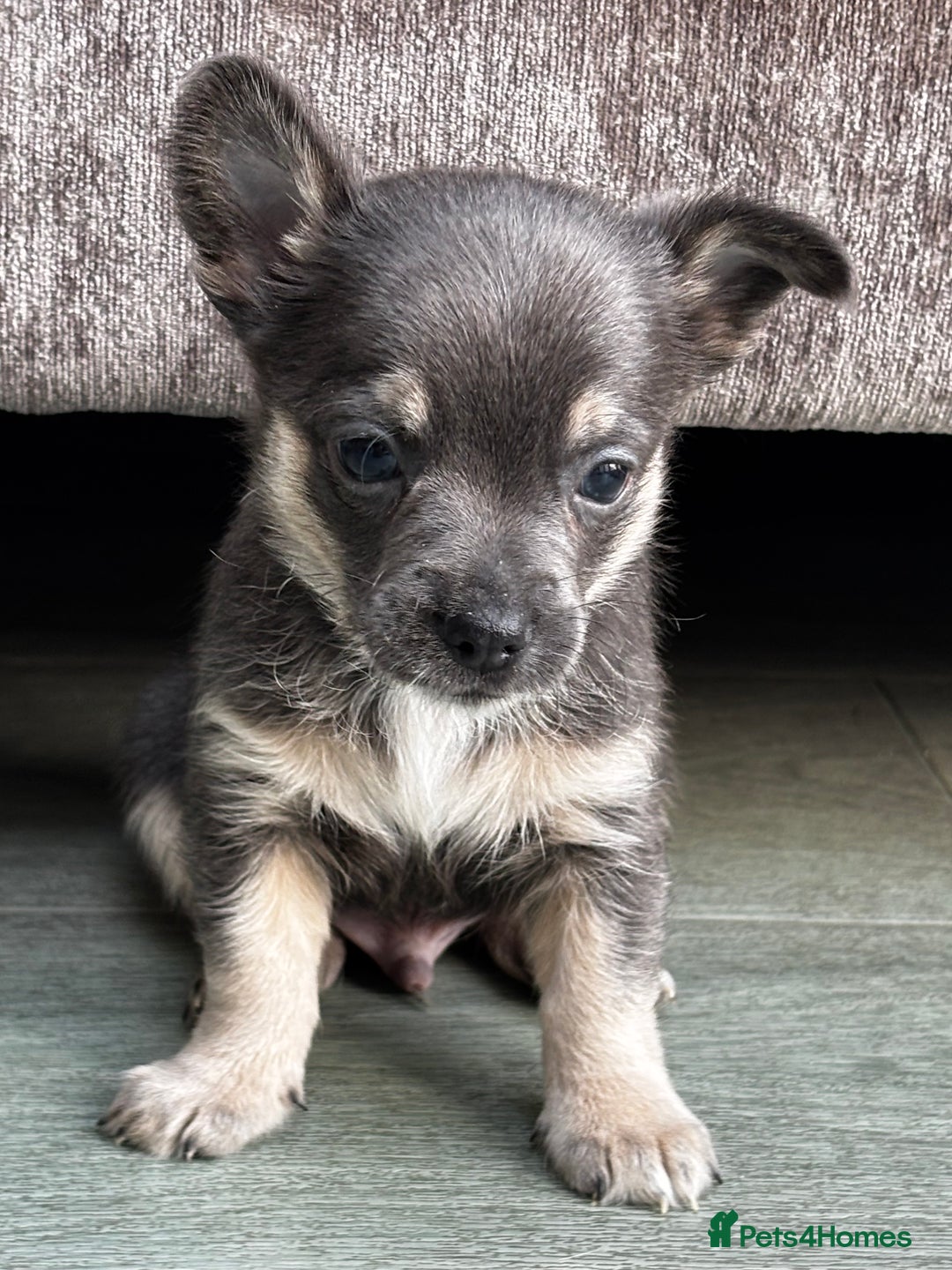 Chihuahua dogs for sale: 💙💛 Blue & tan pure breed deer head chihuahuas 💙 - Image 11