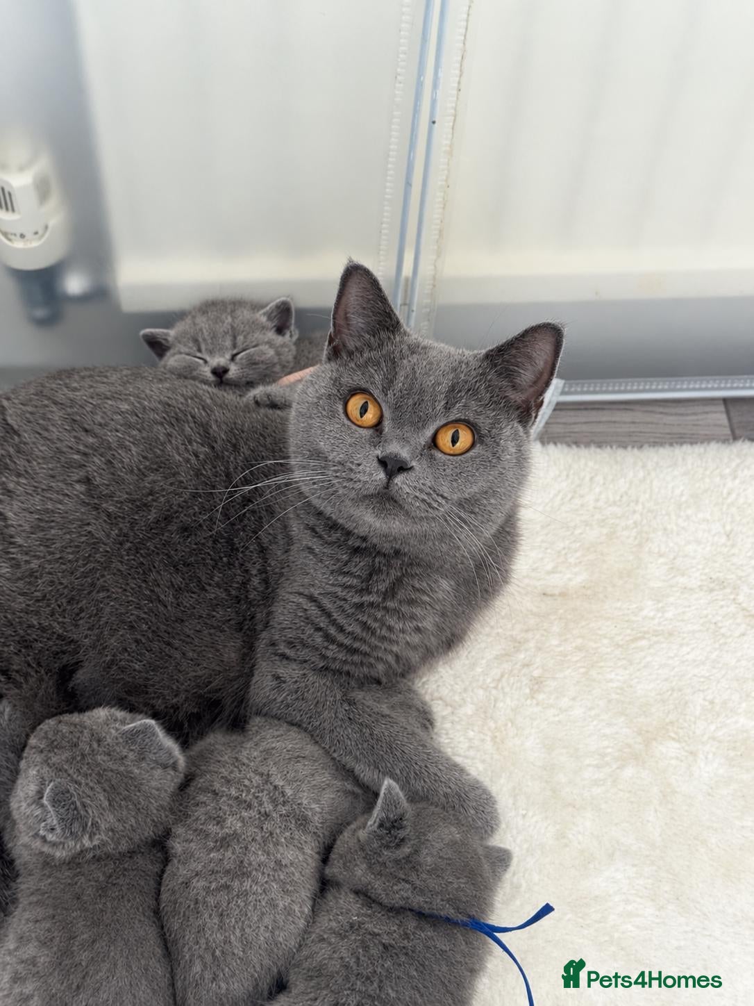 British Shorthair cats ✨ CIAOKITTY — BLUE BRITISH SHORTHAIR KITTENS ✨ - Advert 1