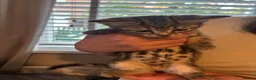 Mixed Breed cats for sale: Mixed breed kittens 🩷 - Advert 1