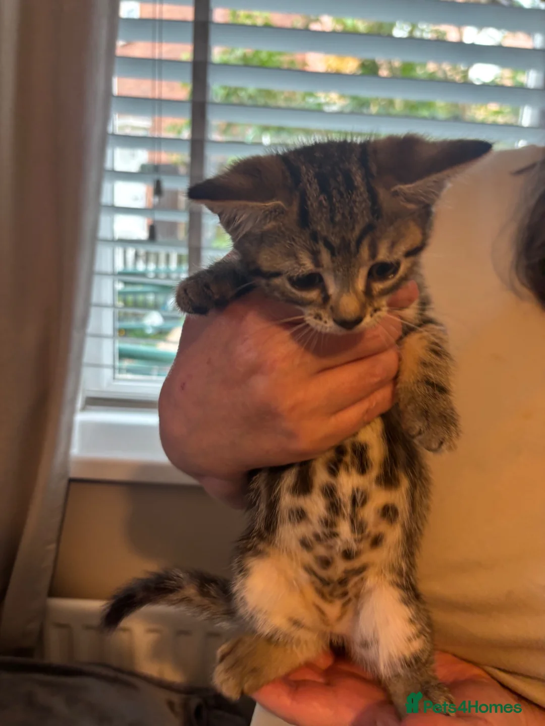 Mixed Breed cats for sale: Mixed breed kittens 🩷 - Advert 1