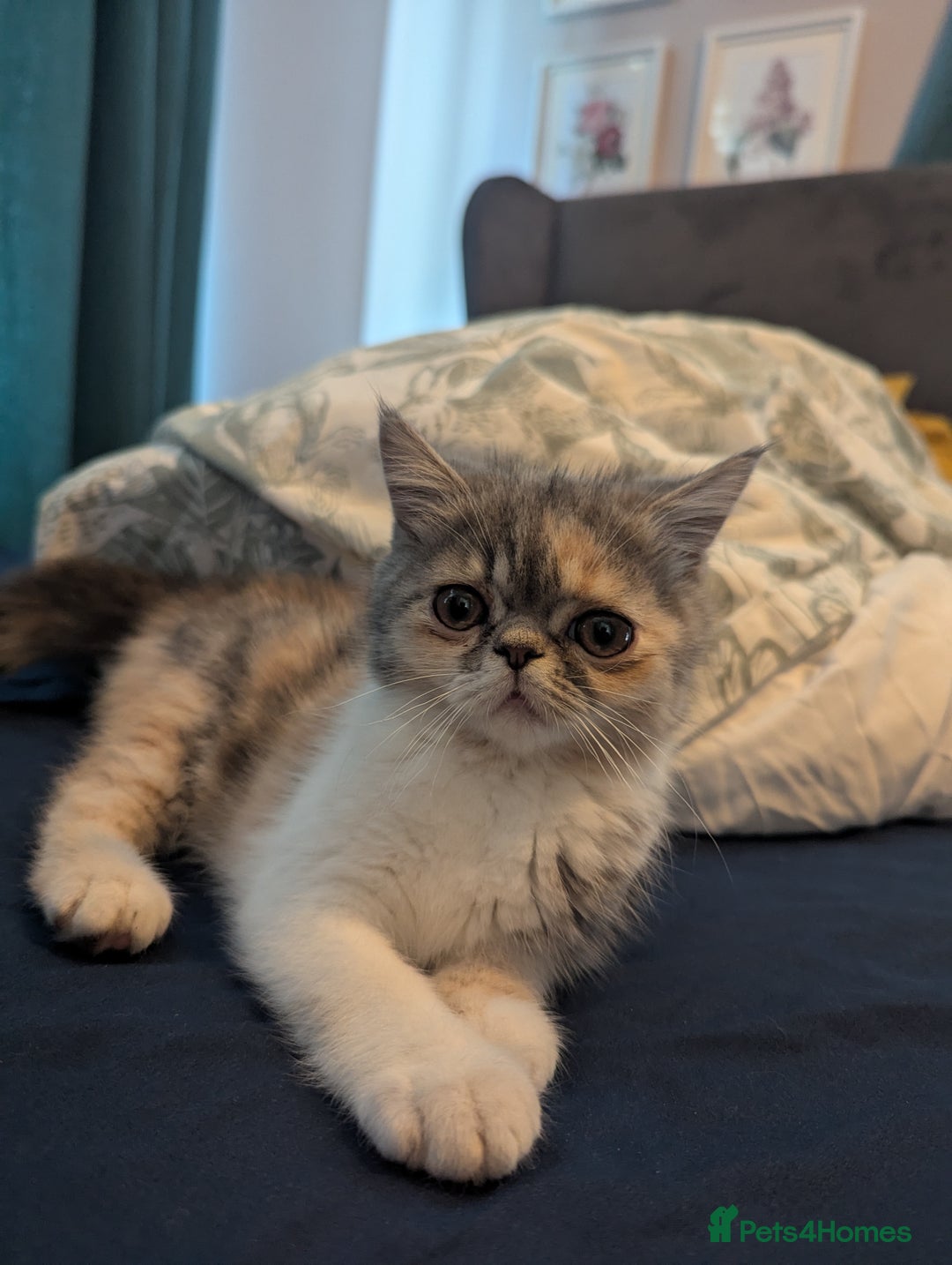 Exotic cats for sale: Beautiful exotic tourtie and white girl  - Image 12