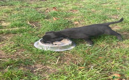 Borador dogs for sale: Beautiful Collie x Labrador Puppies - Image 16