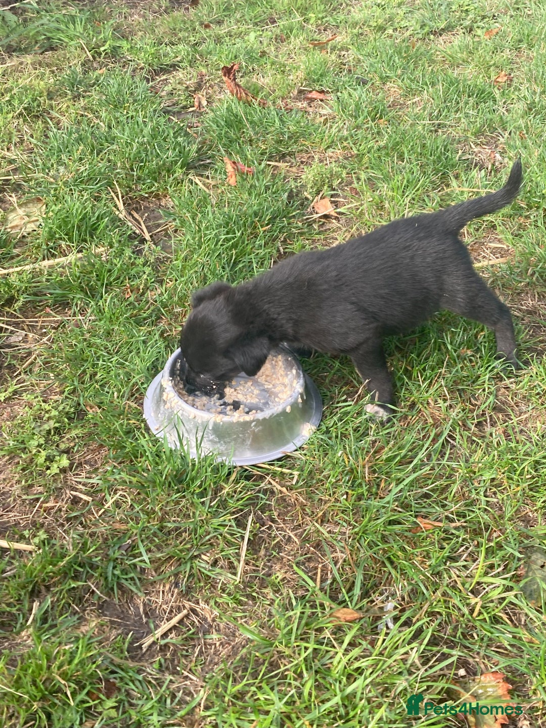 Borador dogs for sale: Beautiful Collie x Labrador Puppies - Image 16