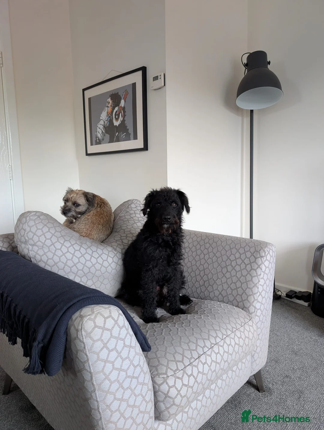 Mixed Breed dogs for sale:  Free to loving new home 16mth old male Patterpoo - Advert 3