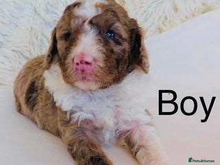 Cockapoo dogs DNA TESTED, Last Merle Boy, READY NOW - Advert 1