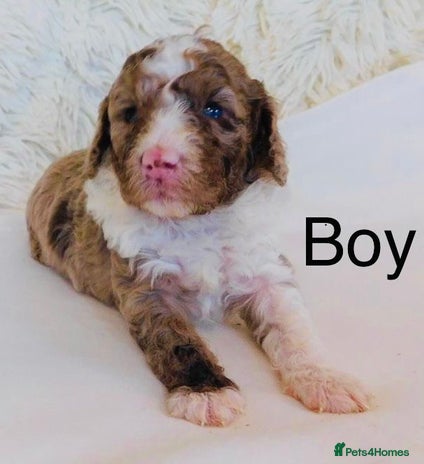 Cockapoo dogs DNA TESTED, Last Merle Boy, READY NOW - Advert 13