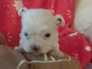 Mixed Breed dogs Shihtzu jack russel - Advert 5