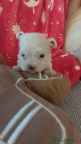 Mixed Breed dogs Shihtzu jack russel - Advert 3