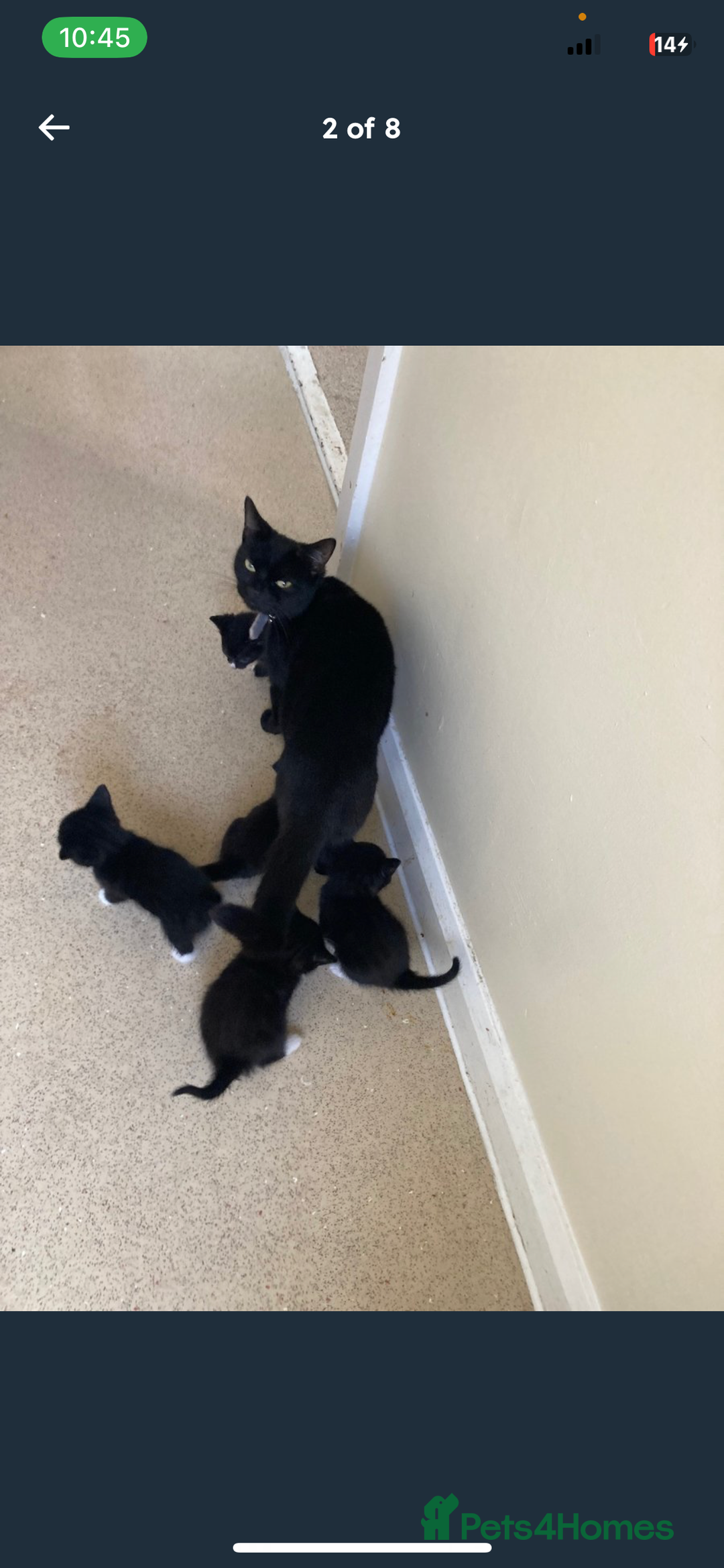 Mixed Breed cats for sale: Black white boy kitten last one  - Advert 8