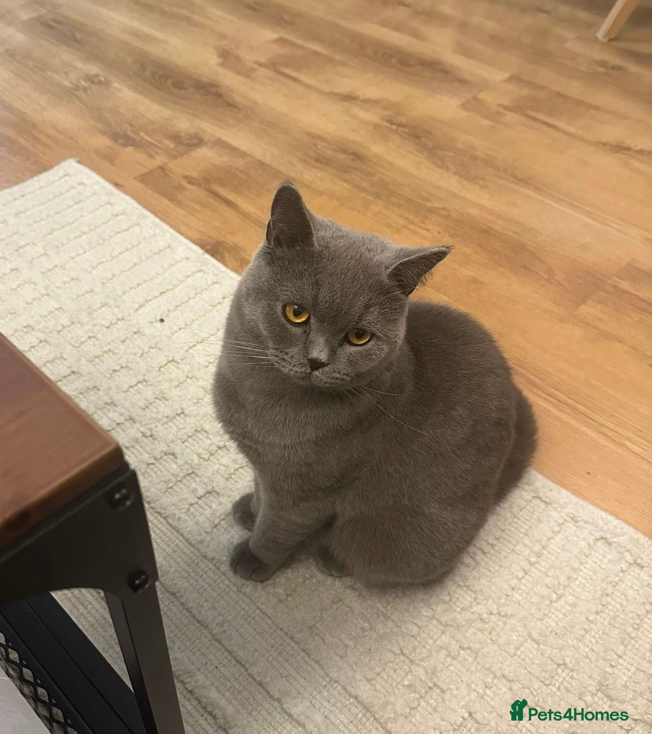 British Shorthair cats for sale: Grey British Shorthair  - Advert 1