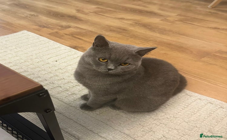 British Shorthair cats - Advert 14