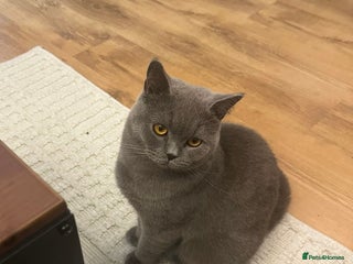 British Shorthair cats - Advert 1