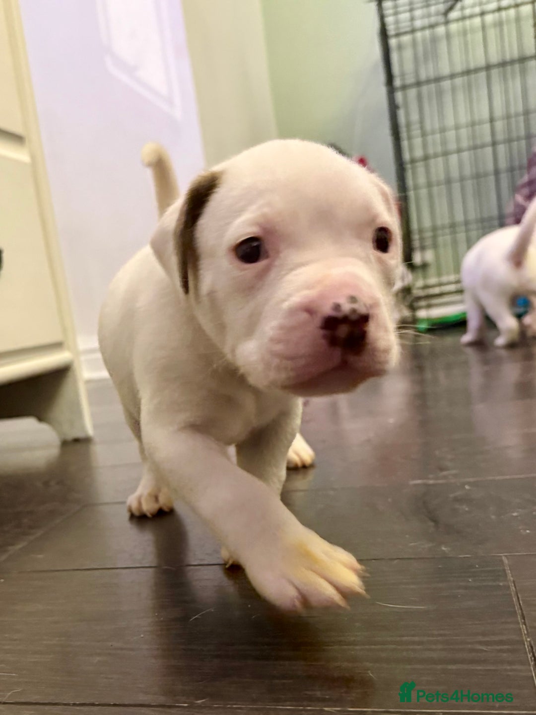 American Bulldog dogs for sale: Ready in 2 weeksbeautiful American bulldog puppies - Image 8