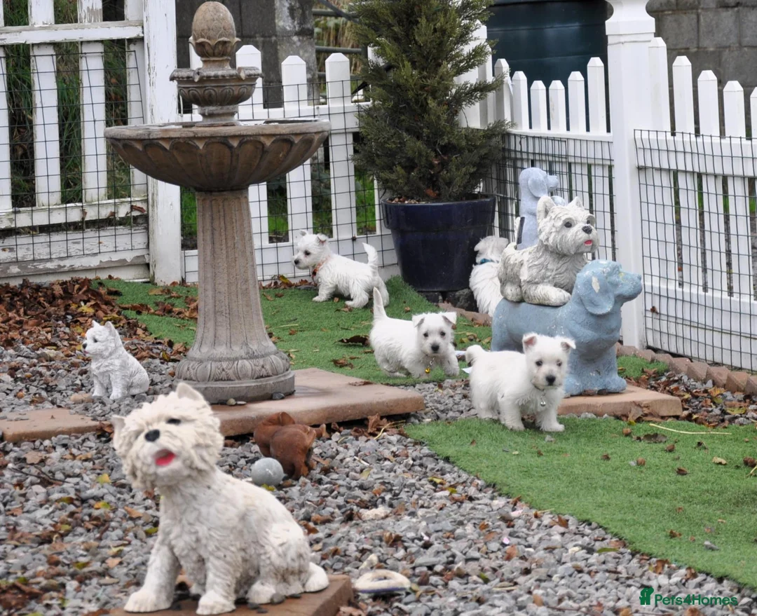 West Highland Terrier dogs for sale: West Highland terrier Puppies - Advert 19