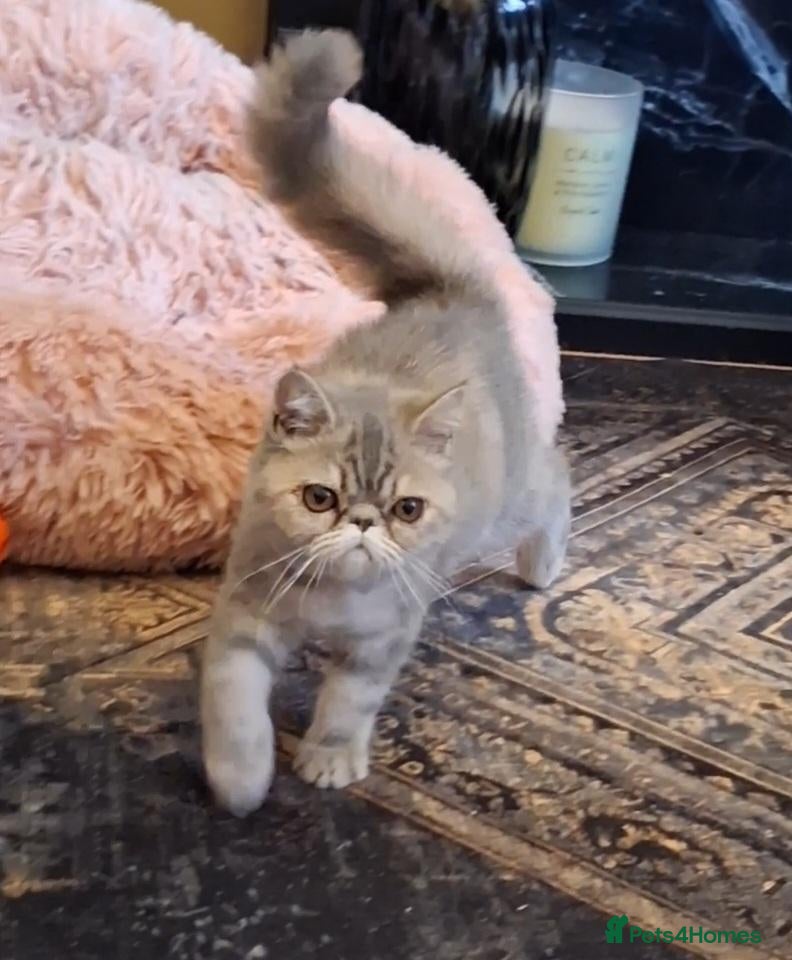 Exotic cats Stunning exotic/persian kittens - Advert 11