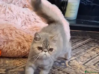 Exotic cats Stunning exotic/persian kittens - Advert 11