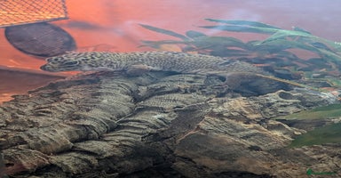 Leopard Gecko reptiles - Advert 15