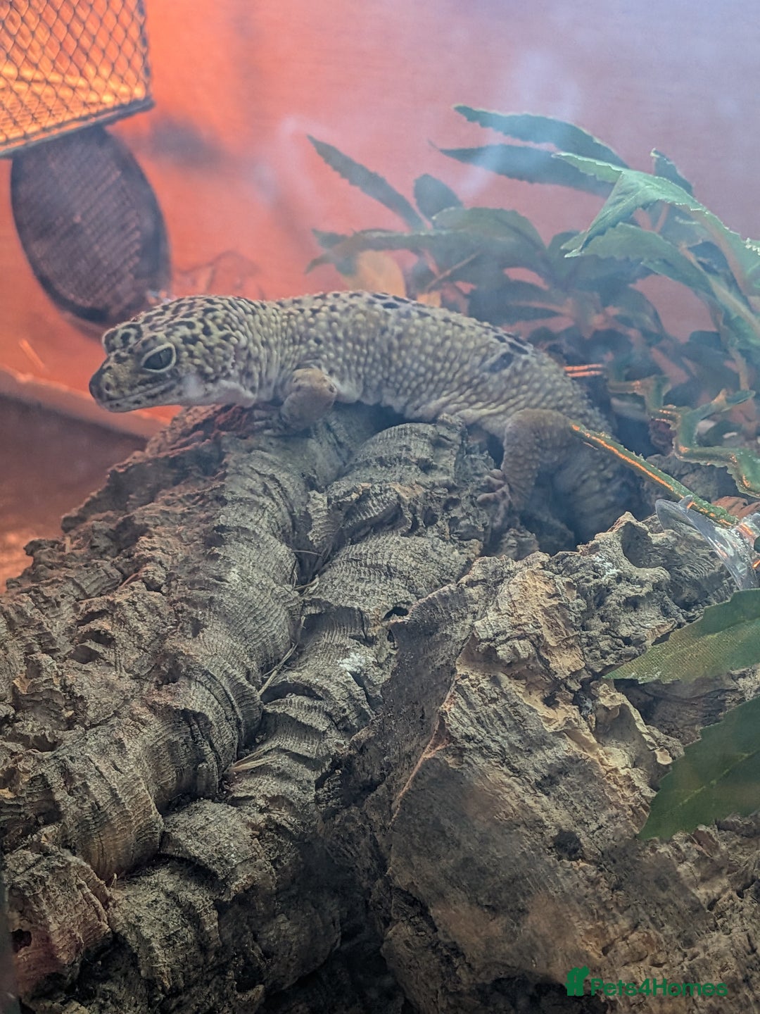 Leopard Gecko reptiles for sale: Draco  - Image 2