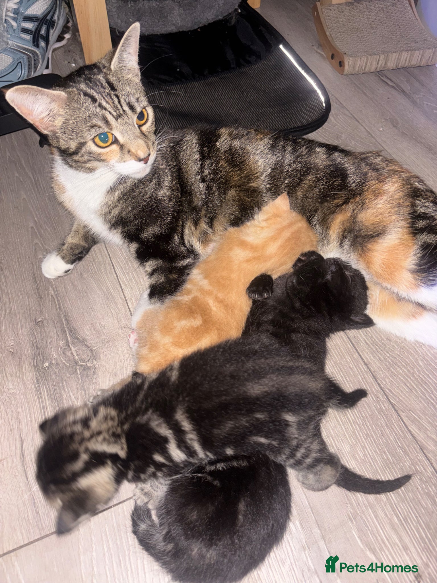 Mixed Breed cats for sale: 5 Beautiful Tabby Mixed Kittens  - Advert 4