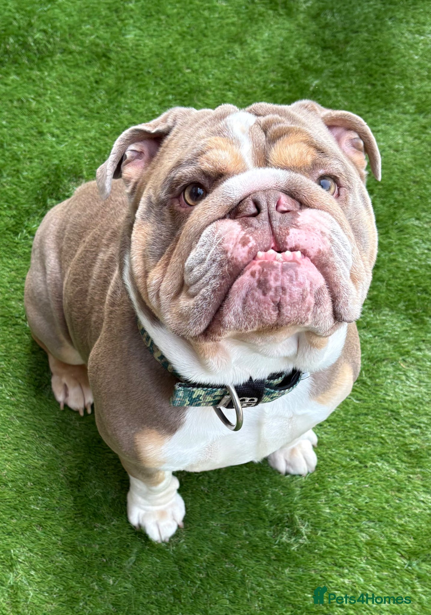 English Bulldog dogs English Bulldog Stud (Jackobullz Vinnie) - Advert 1