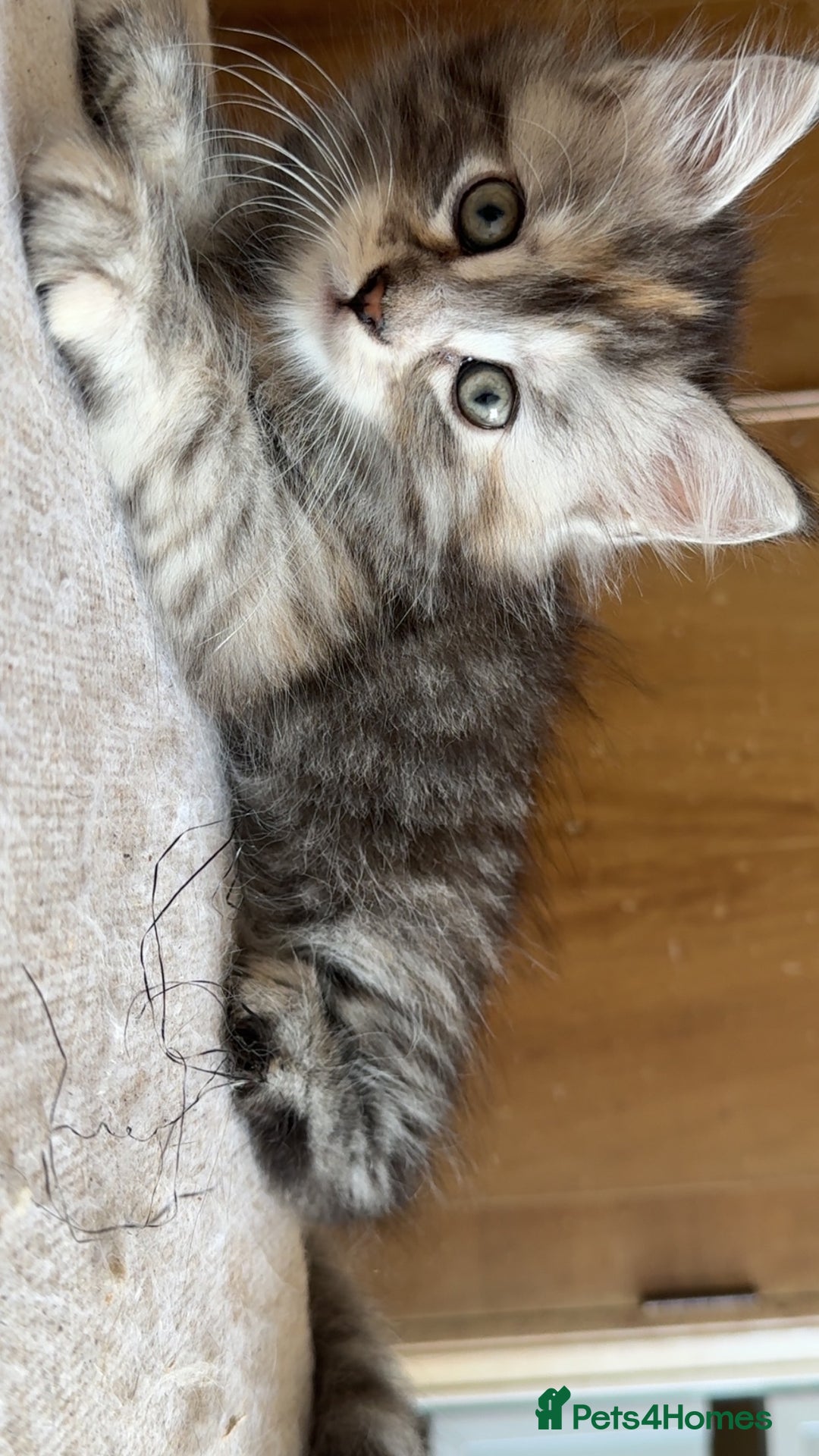 Maine Coon cats for sale: 4 beautiful Smoke gray Maine coon kittens for sale - Image 2