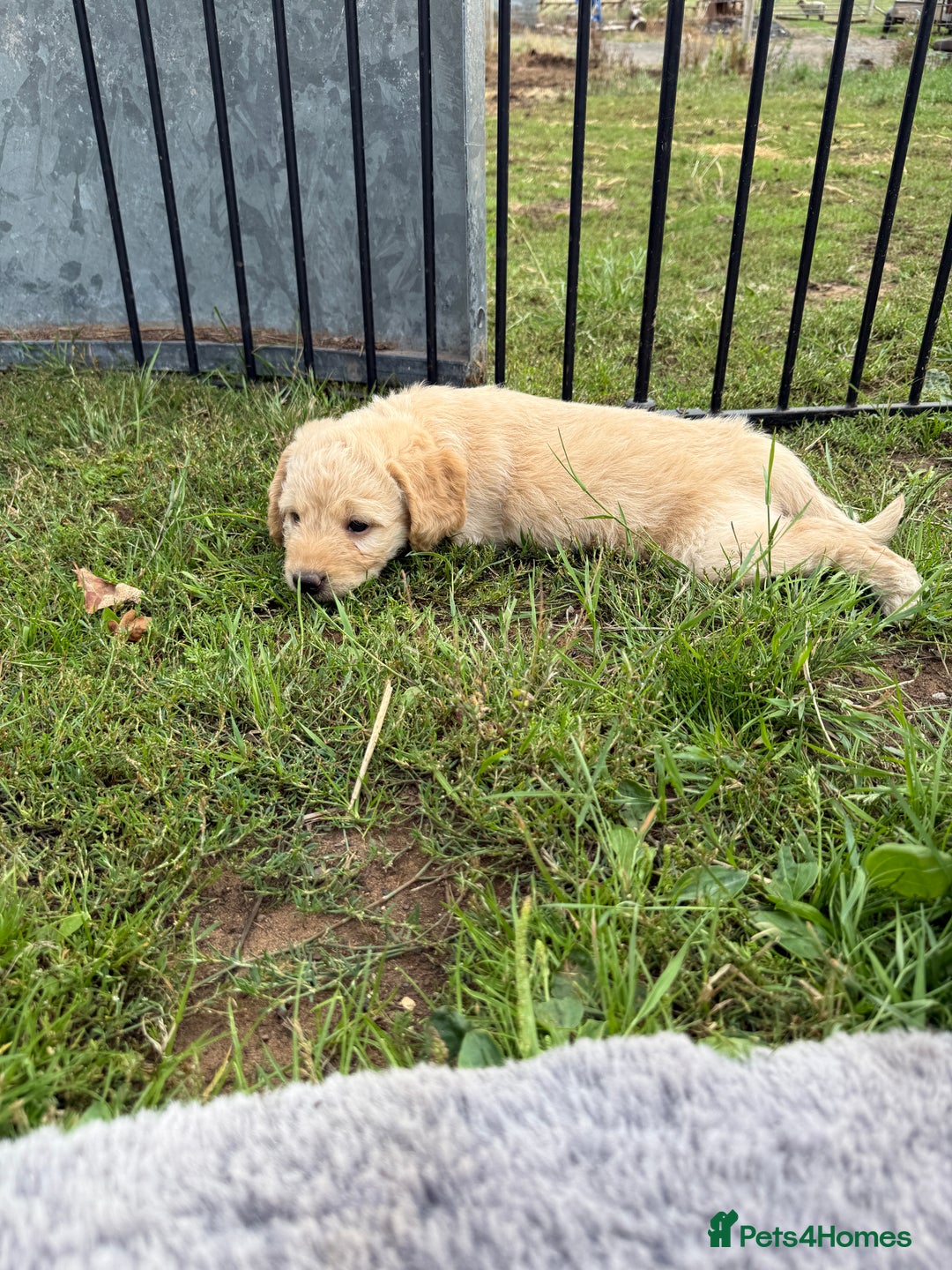Labradoodle dogs for sale: Health tested chunky and fluffy labradoodles  - Image 6