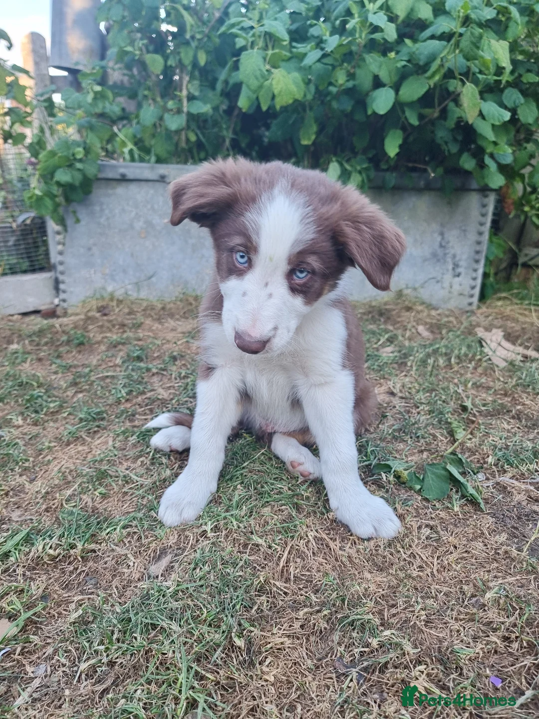 Border Collie dogs for sale: Border Collie puppies - Advert 8