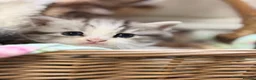 Persian cats for sale: Persian  - Advert 14