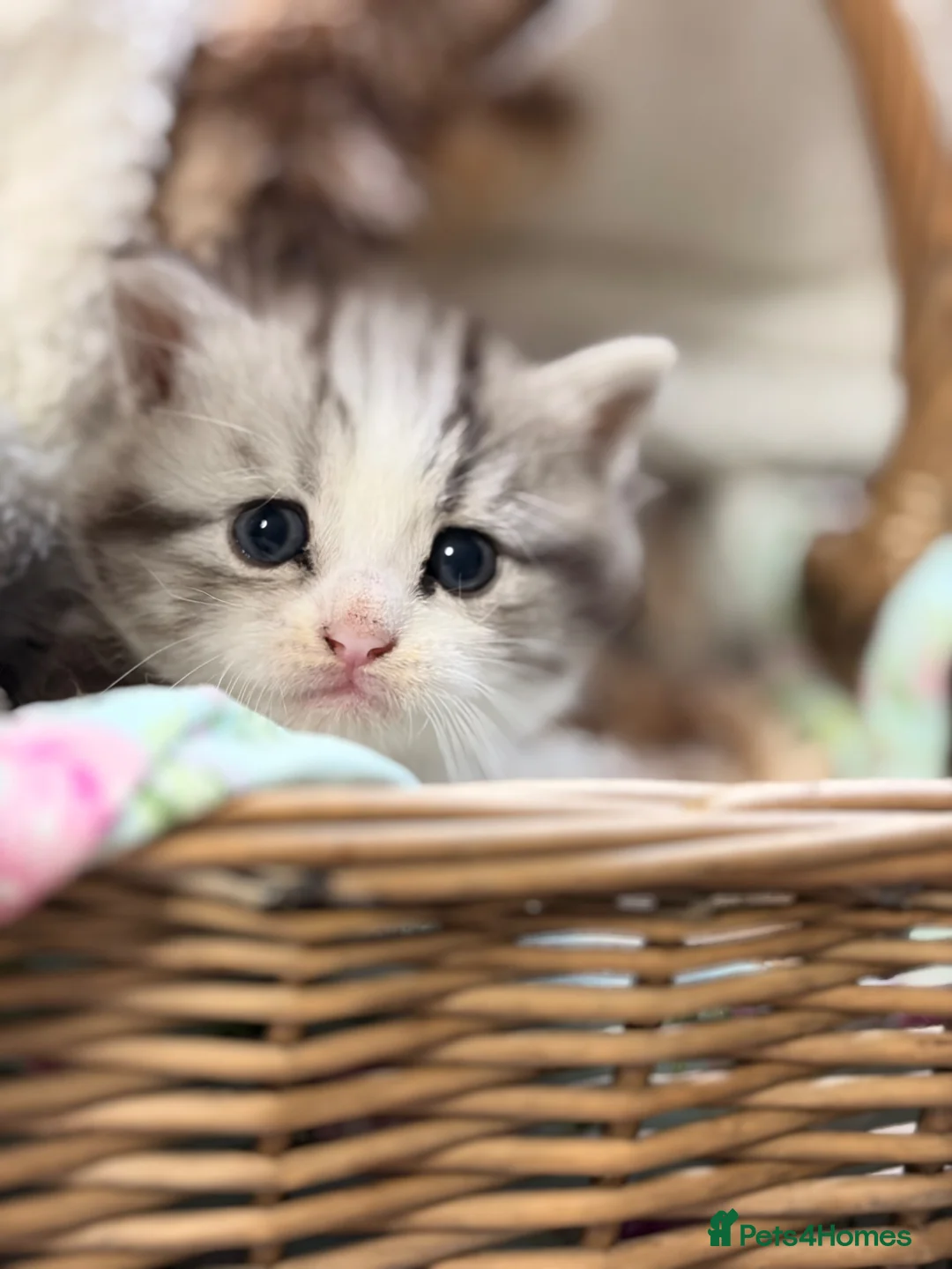 Persian cats for sale: Persian  - Advert 14
