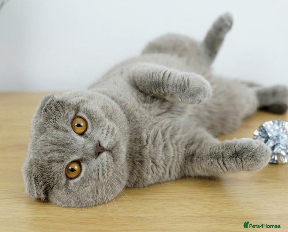 Scottish Fold cats 🚨 URGENT! Price Dropped🔥🔥 - Advert 19