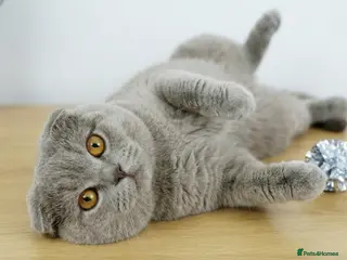 Scottish Fold cats 🚨 URGENT! Price Dropped🔥🔥 - Advert 19