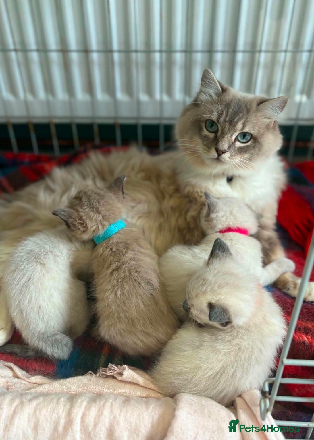 Ragdoll cats Beautiful Ragdoll Kittens – 2 Boys Available - Advert 4