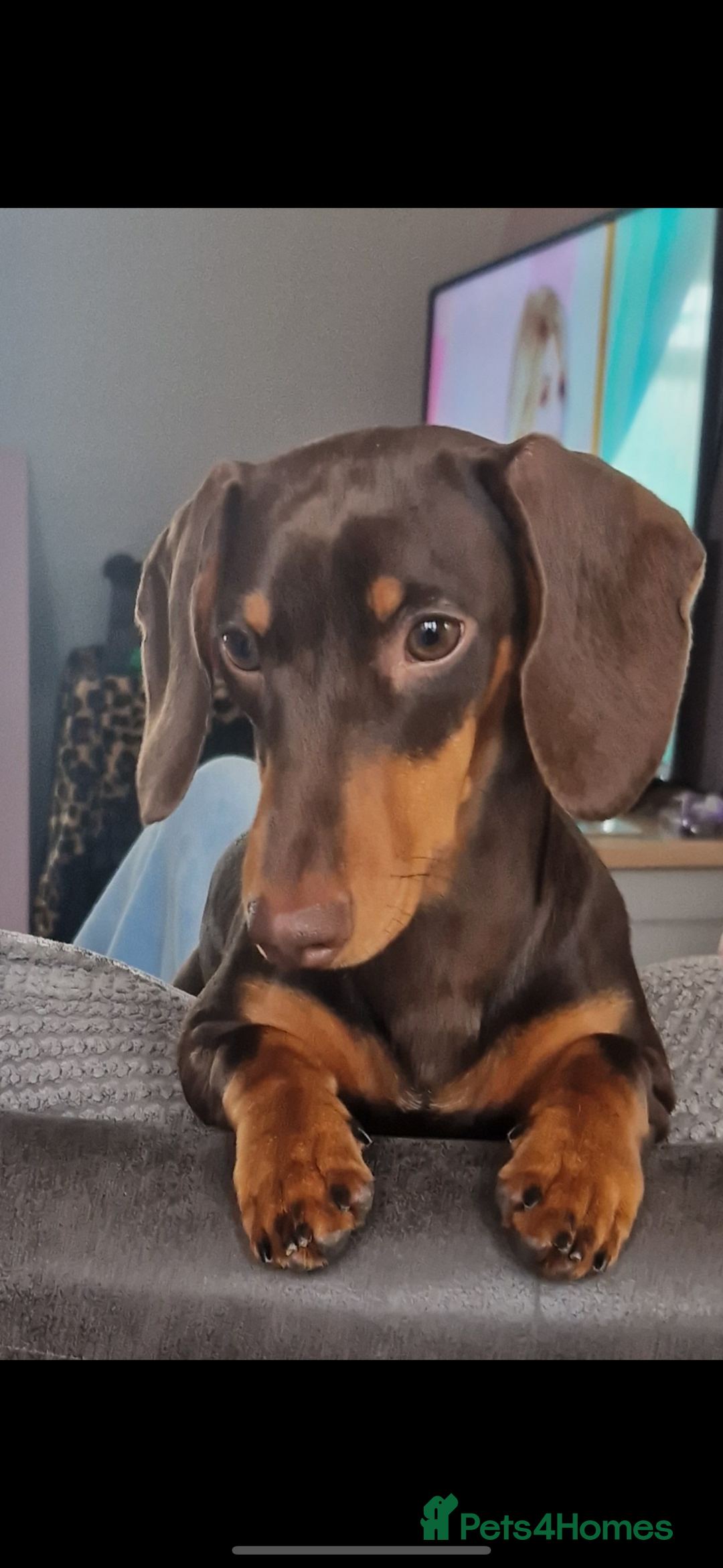 Miniature Dachshund dogs for stud: Sully, KC reg, Proven, PRA Clear, IVDD screened. in Cannock - Advert 3