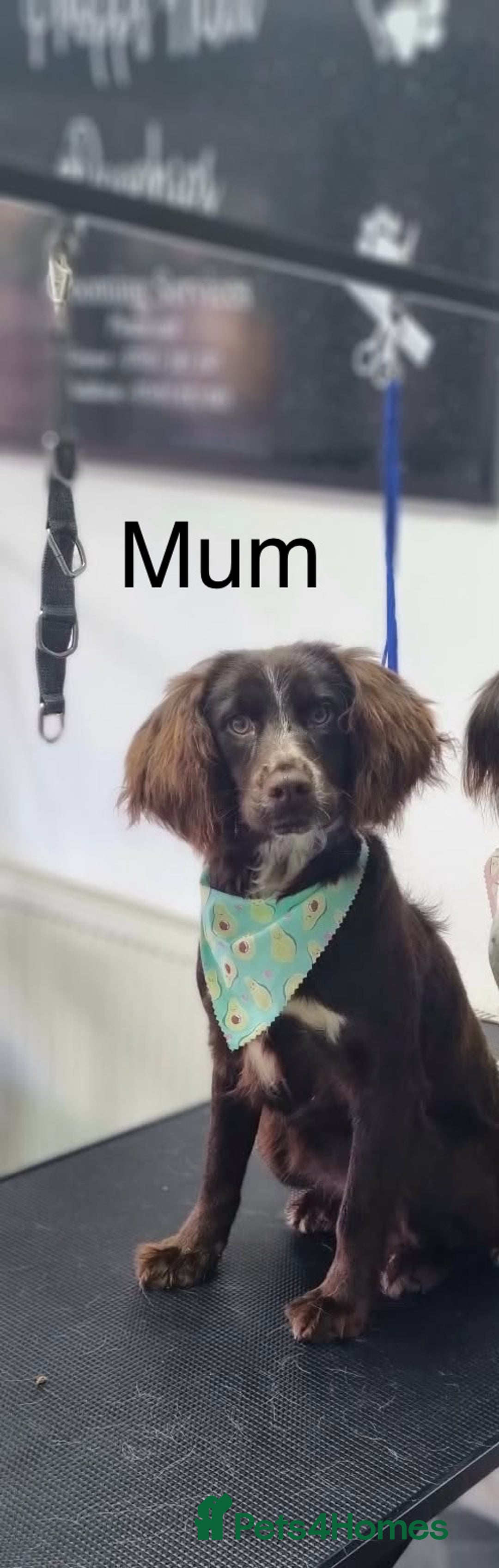 Sprocker dogs for sale: 🐾5 beautiful F1B sprocker spaniels - Advert 10