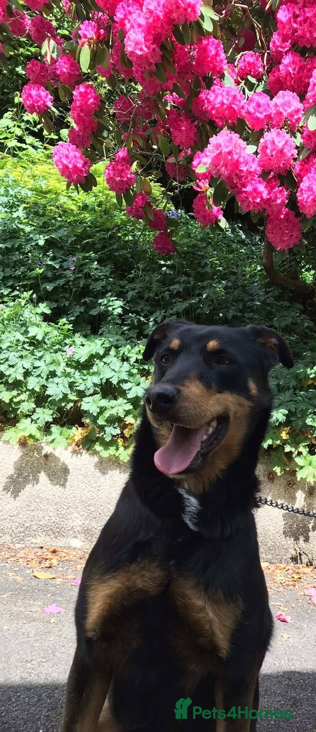 Mixed Breed dogs for sale: Gorgeous Doberman Cross  - Advert 4