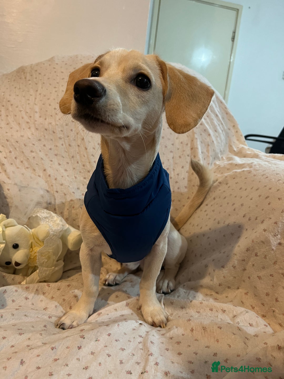 Mixed Breed dogs for sale: Adorable 7 months mini dachshund puppy! 🐶 - Advert 3