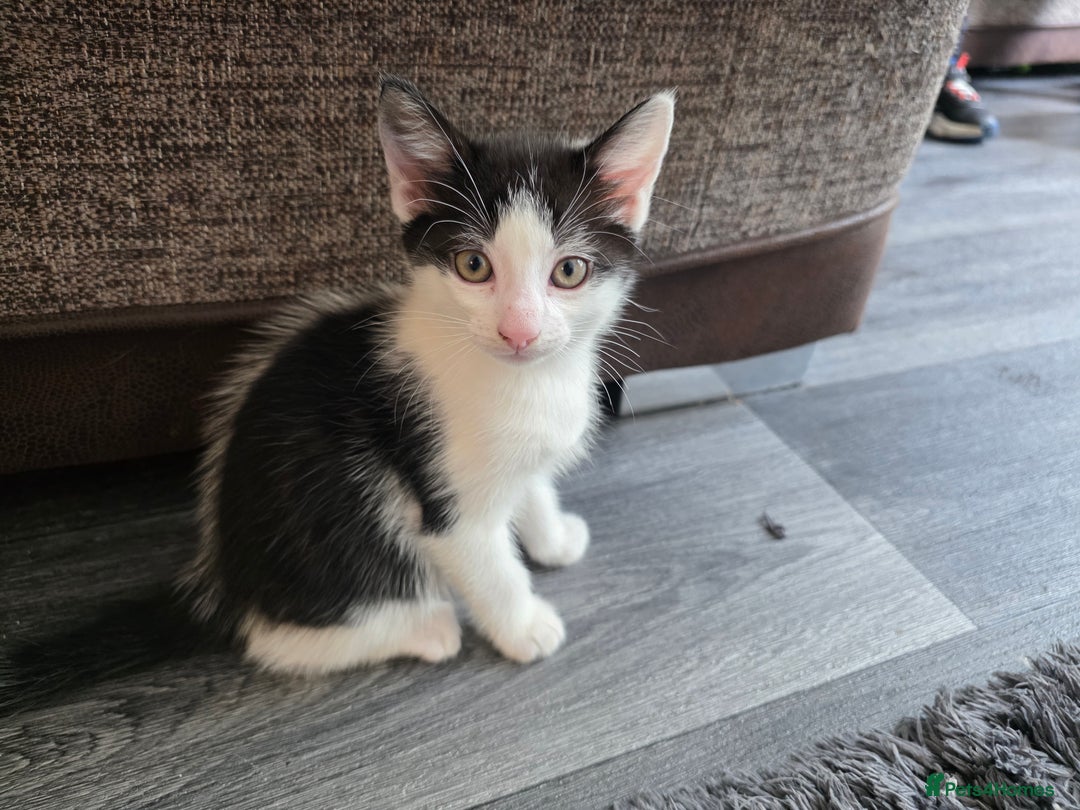 Mixed Breed cats for sale: Kittens  - Image 4