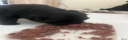 Frug dogs for sale: Fluffy Frug Boy - Advert 4