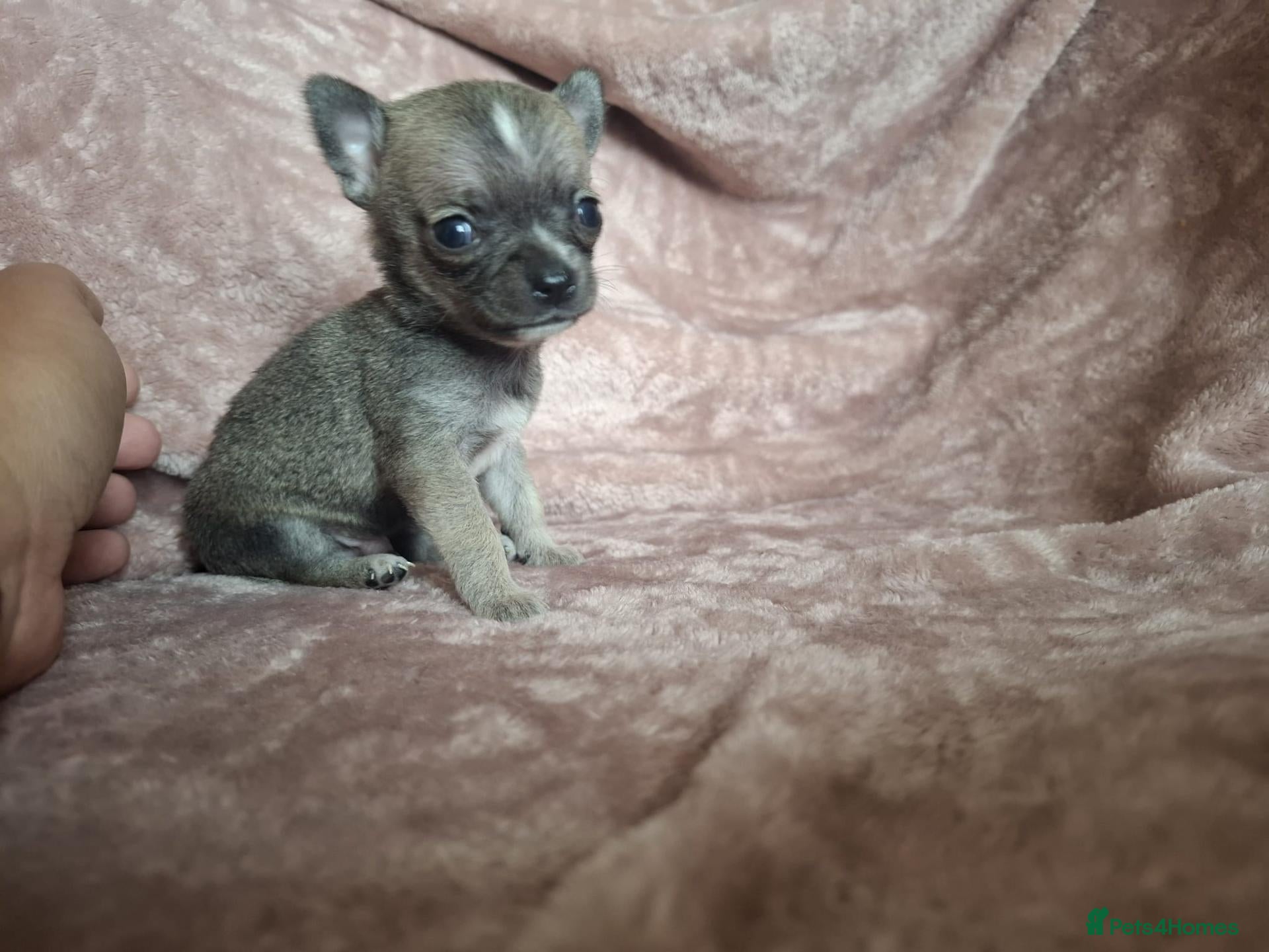 Chihuahua dogs 4 Tiny Apple head Chihuahuas  - Advert 1