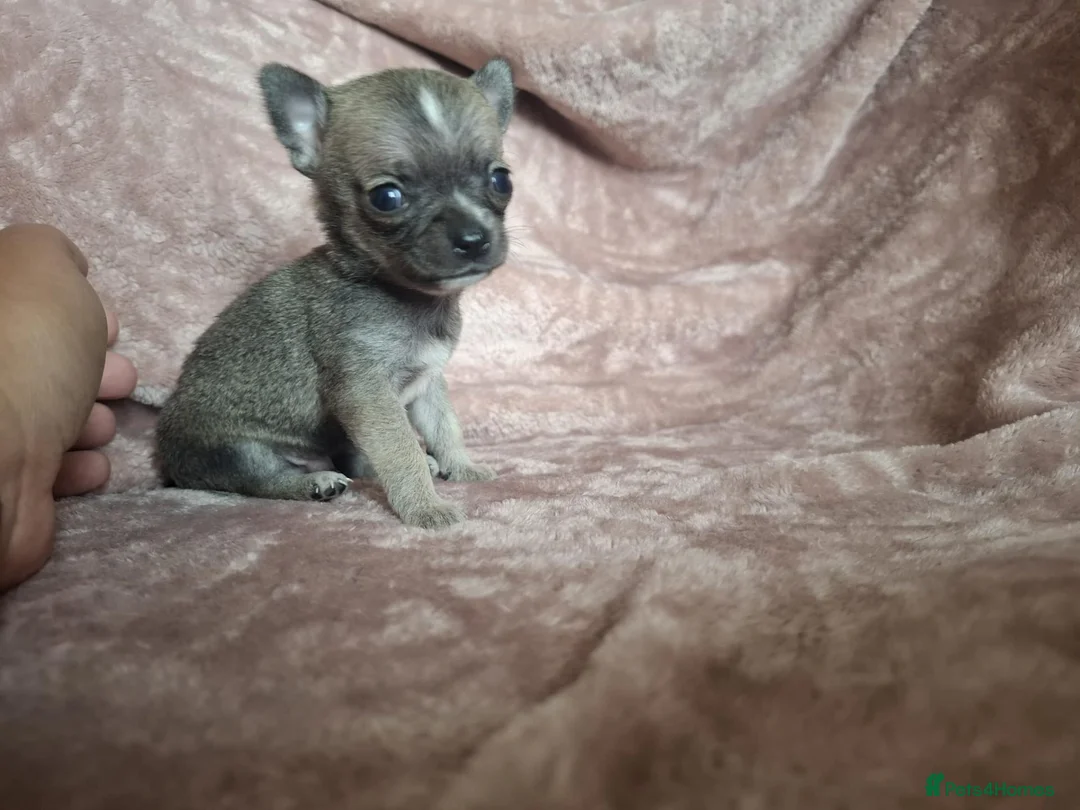 Chihuahua dogs for sale: 4 Tiny Apple head Chihuahuas  - Advert 1