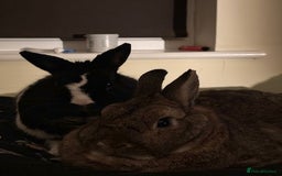 Netherland Dwarf rabbits for sale: Netherland dwarf rabbits for adoption - Image 8
