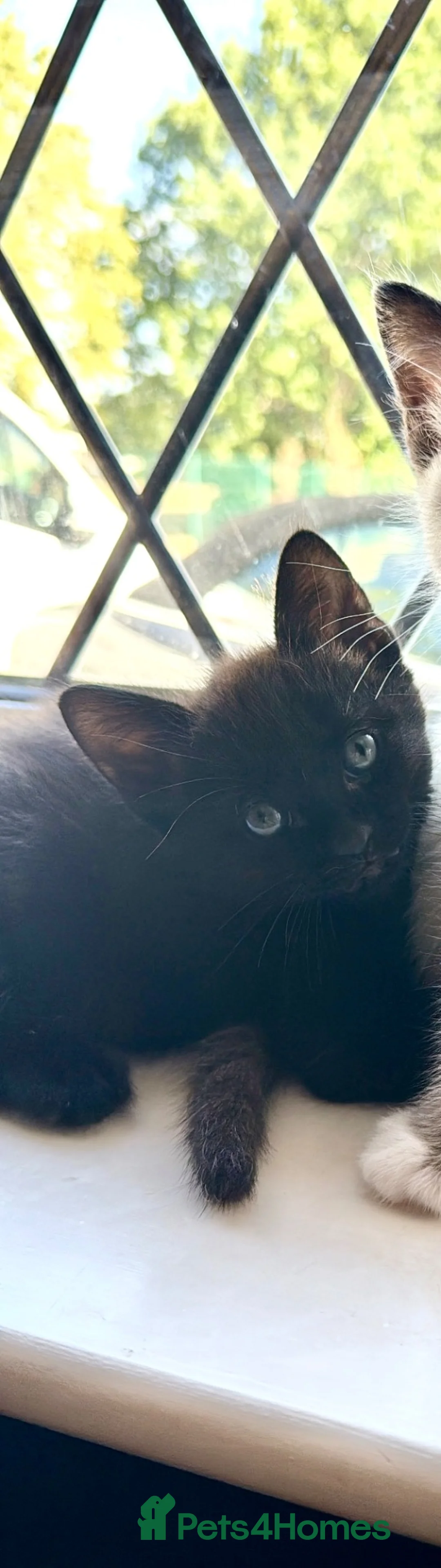 Mixed Breed cats for sale: 3 kittens ready for a forever home  - Advert 9