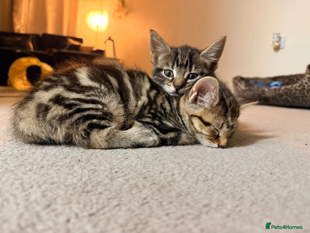 Mixed Breed cats for sale: Gorgeous mix  - Advert 2
