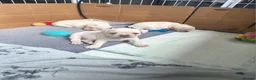 French Bulldog dogs for sale: Stunning French bulldog pups - Advert 8