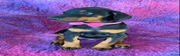 Dobermann dogs for sale: KC REG HEALTH TESTED EUROPEAN DOBERMAN : REDUCED! - Advert 6