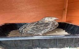 Quail poultry for sale: 1 male and 1 female corurnix quail - Image 11